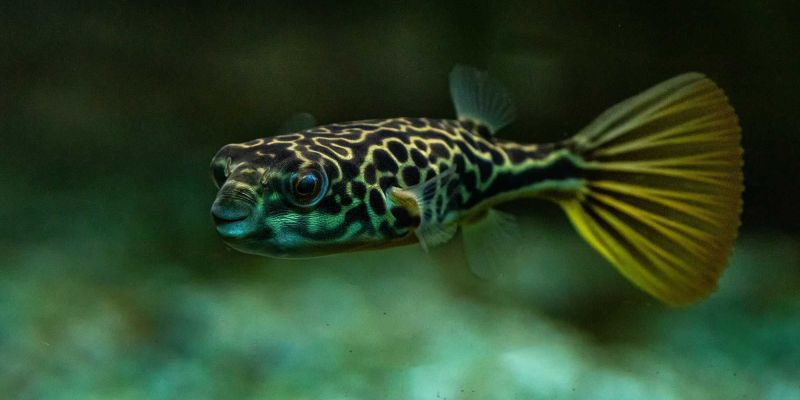 Goldringel Kugelfisch