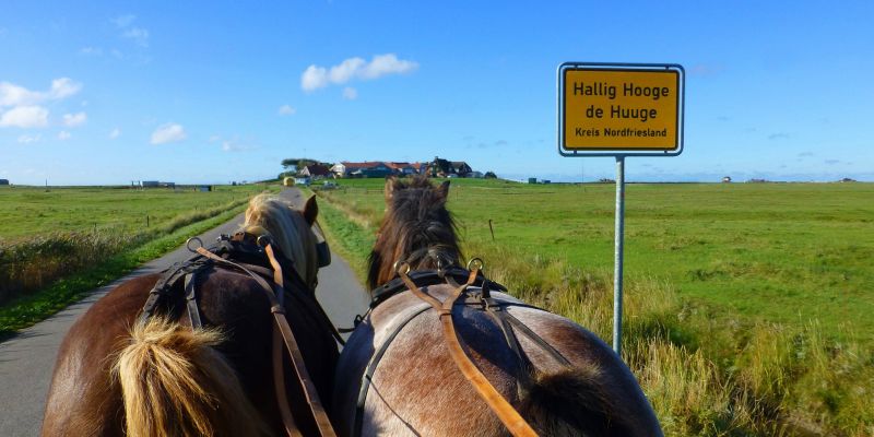 Hallig Hooge Kutschfahrt